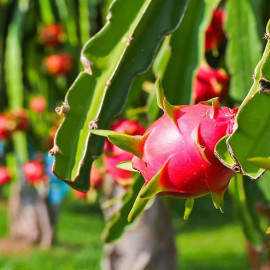 WHOLESALE WORLD FRESH DRAGON PITAYA WHITE DRAGON FRUIT